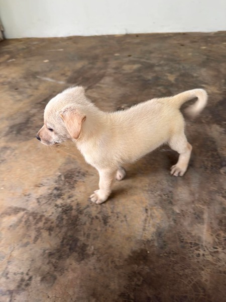 Adopter Aslan