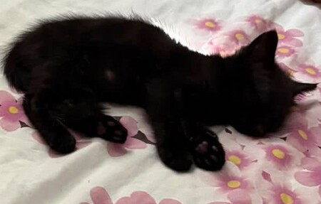 Adopter Baloo