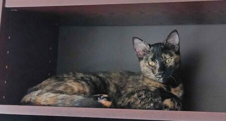 Adopter Lysandre
