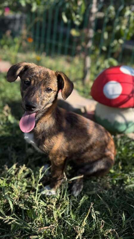 Adopter Rainbow
