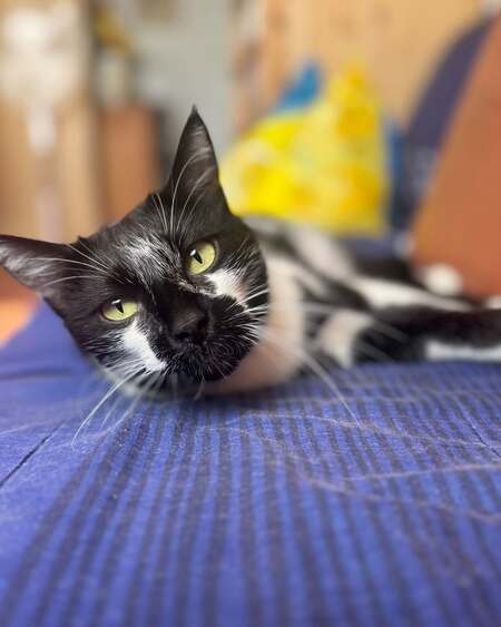Adopter Echo