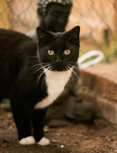 Adopter Basiléa