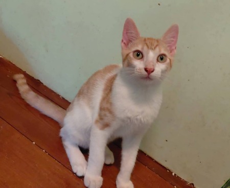 Adopter Pierro