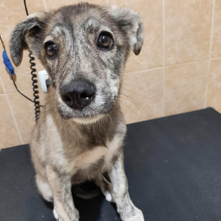 Adopter Crina