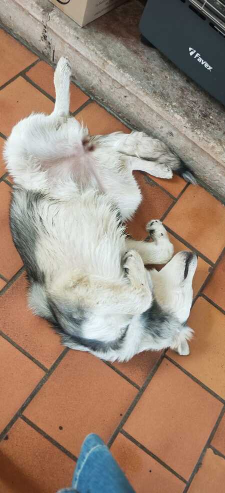 Adopter Bella