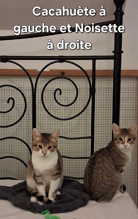 Adopter Cacahuète
