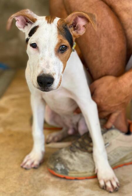 Adopter Benjamin