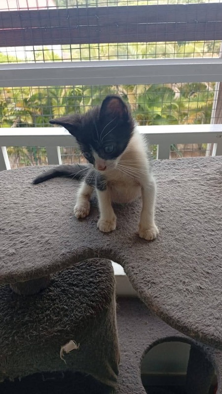 Adopter Stany