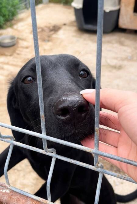 Adopter Senka
