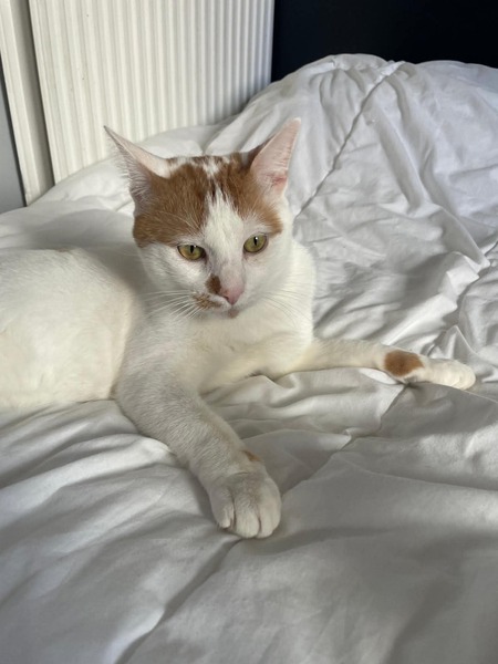 Adopter Charlie