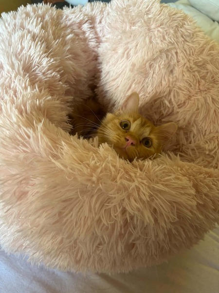 Adopter Plume