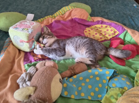 Adopter Vroum