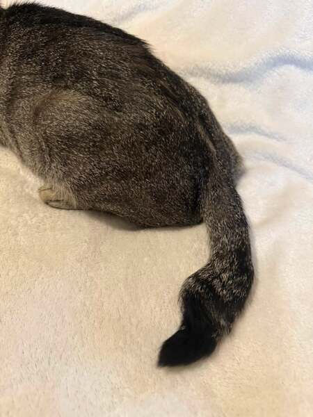 Adopter ZELYE