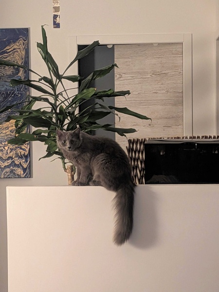 Adopter Kina