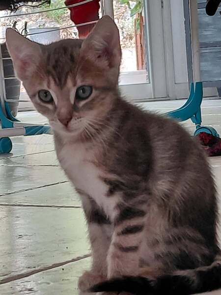 Adopter Benten