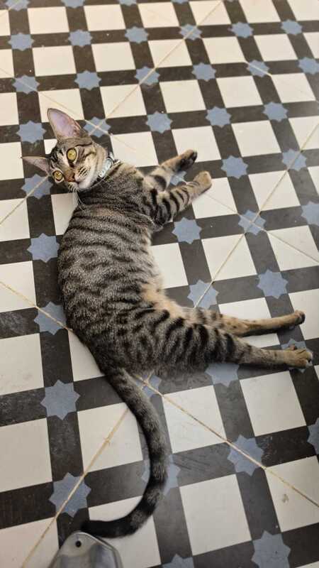 Adopter LOTY