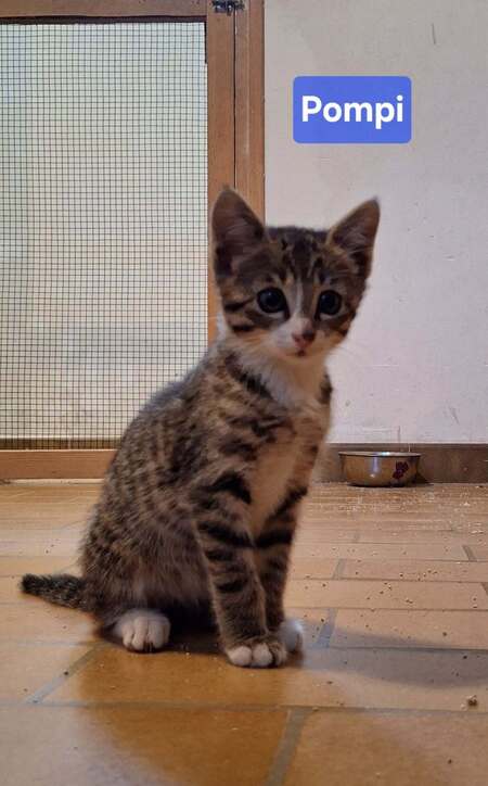 Adopter Pompi