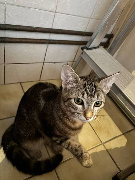 Adopter Starlette