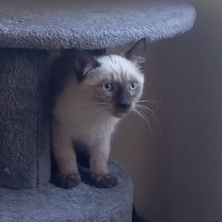 Adopter PEABODY