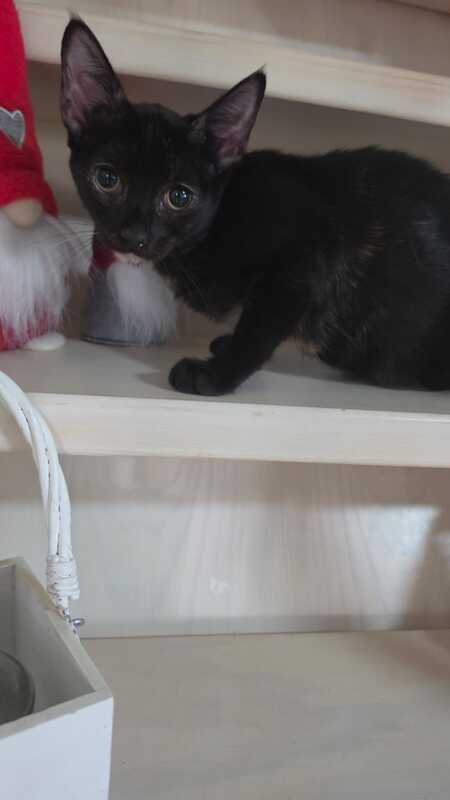 Adopter Felicia