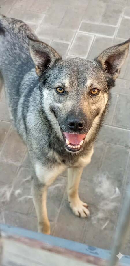 Adopter Nando