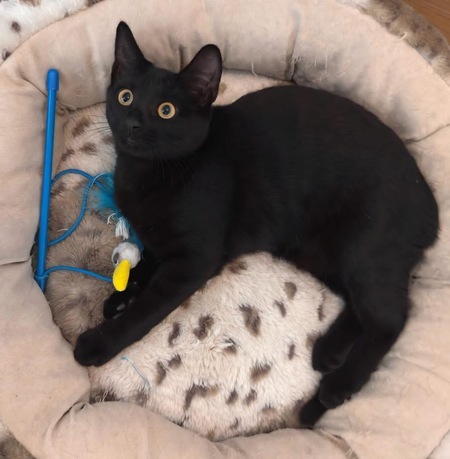 Adopter Ritaline