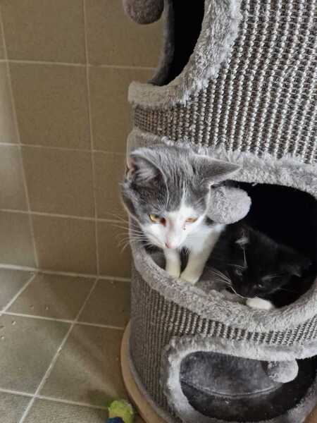 Adopter Buffy