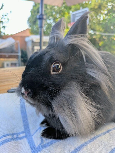 Adopter Pepsy