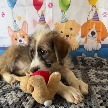 Adopter Salazie