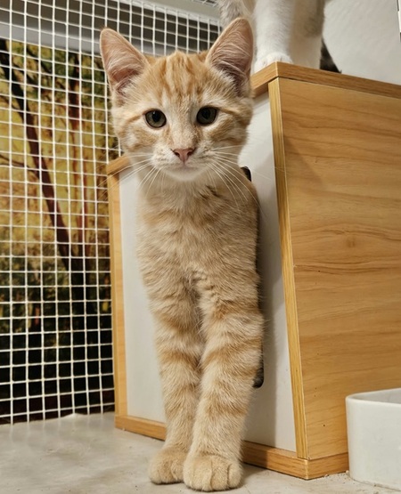 Adopter Caramel