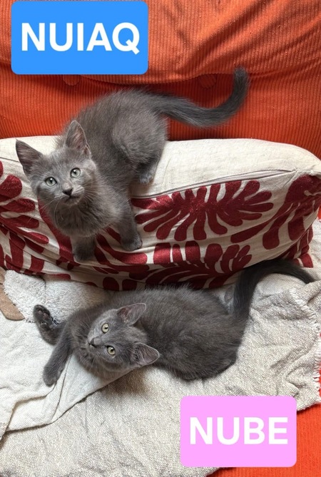 Adopter NUBE ET NUIAQ