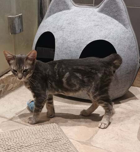 Adopter JULES