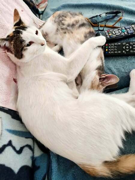 Adopter BITHIAH et BALZANE