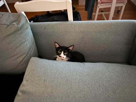 Adopter Nabala