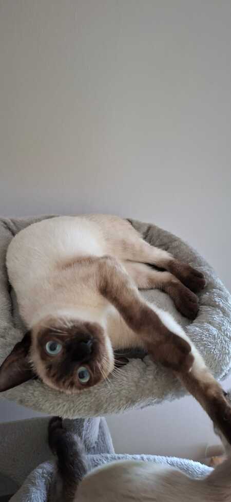 Adopter BELLADONE