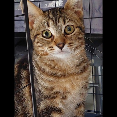 Adopter Jinette