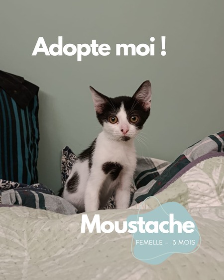 Adopter Moustache