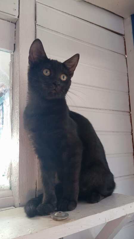 Adopter Romain