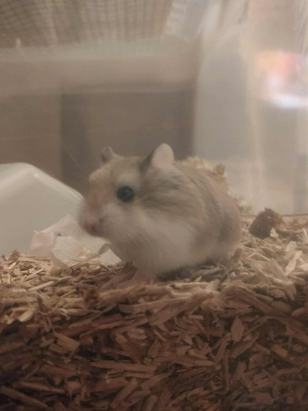 Adopter Tibou