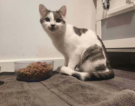 Adopter Millie