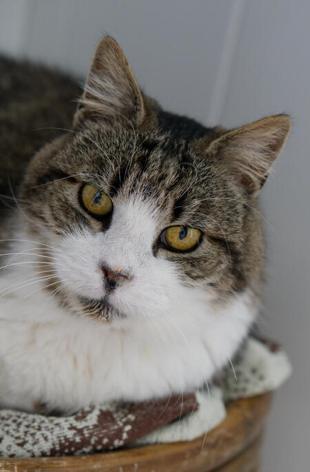 Adopter Vagabond