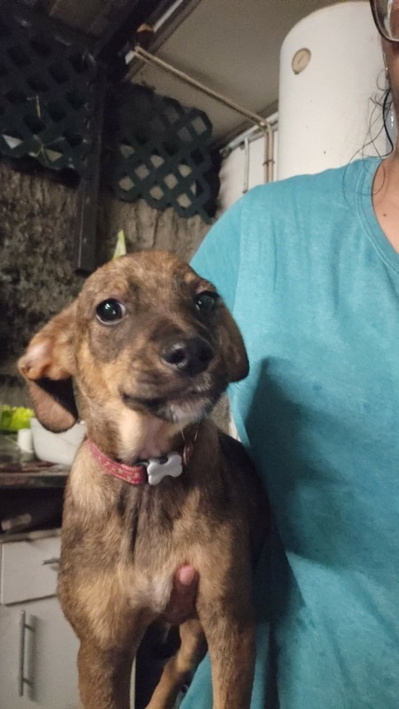 Adopter Balto