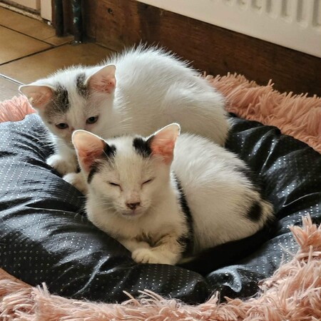 Adopter BLINYS