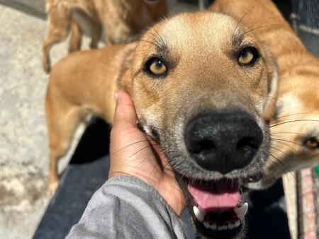 Adopter Track