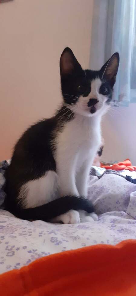 Adopter Budy