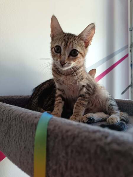 Adopter Savanna