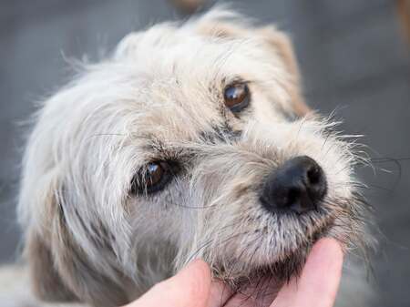 Adopter Florette