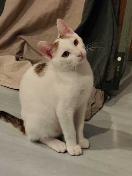 Adopter Chantilly