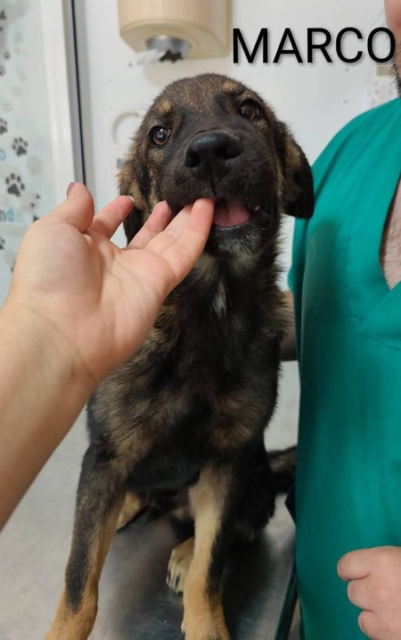 Adopter Marco