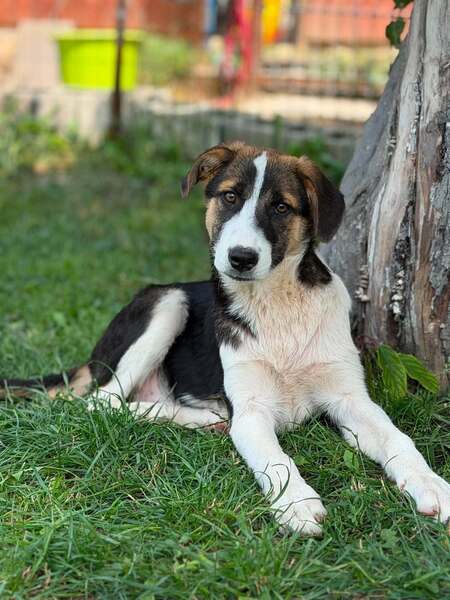 Adopter CAMELIA